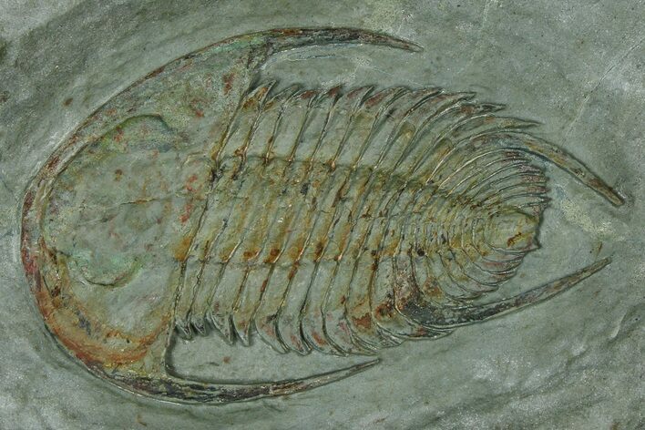 Lower Cambrian Trilobite (Neltneria) - Issafen, Morocco #381178